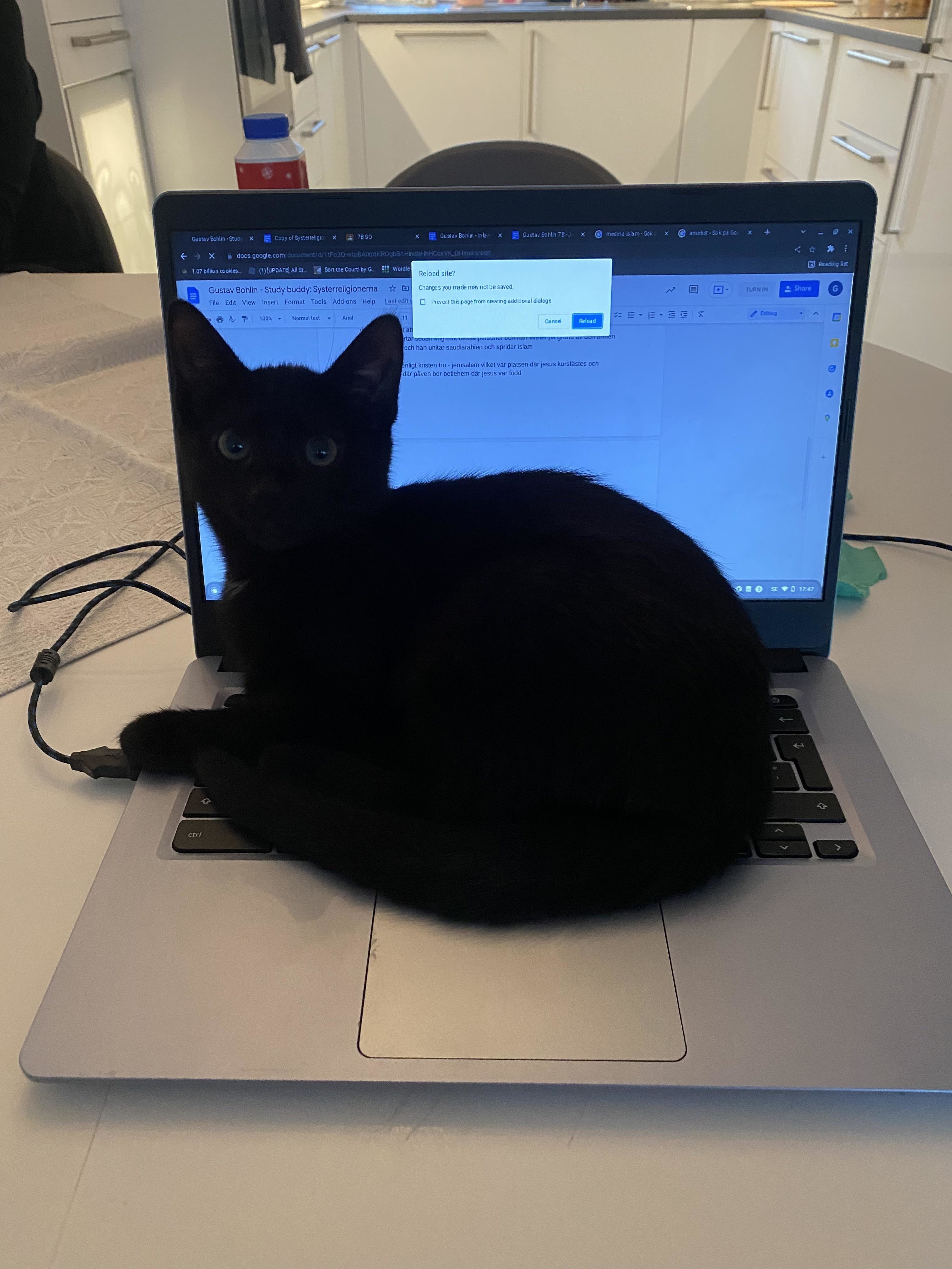 A black cat on a laptop