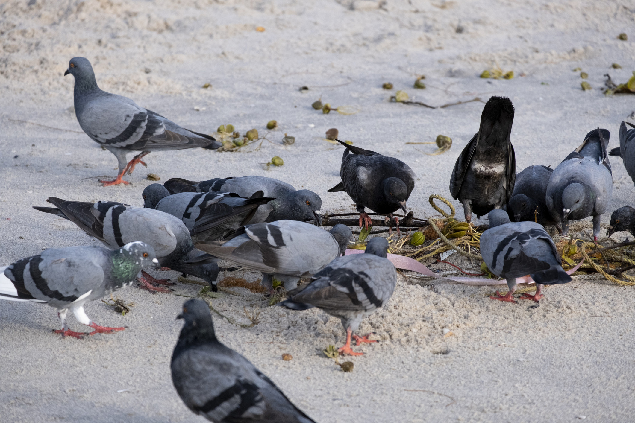 group of pigeon bird feeding food on sand beach