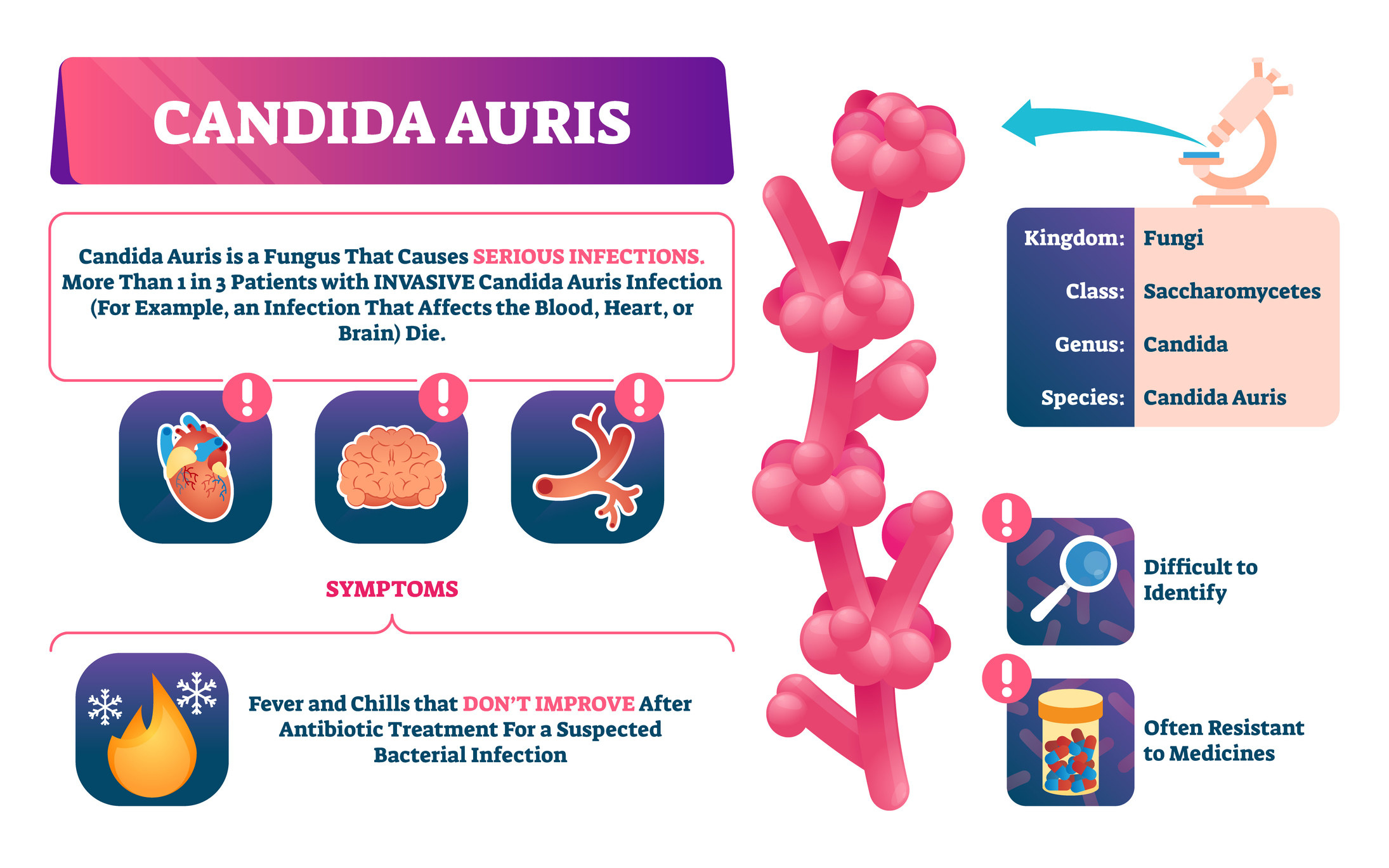 Candida auris vector illustration. Biological fungus infection explanation. Labeled invasive disease symptoms, classification and characteristics. Educational treatment resistant microorganism scheme.