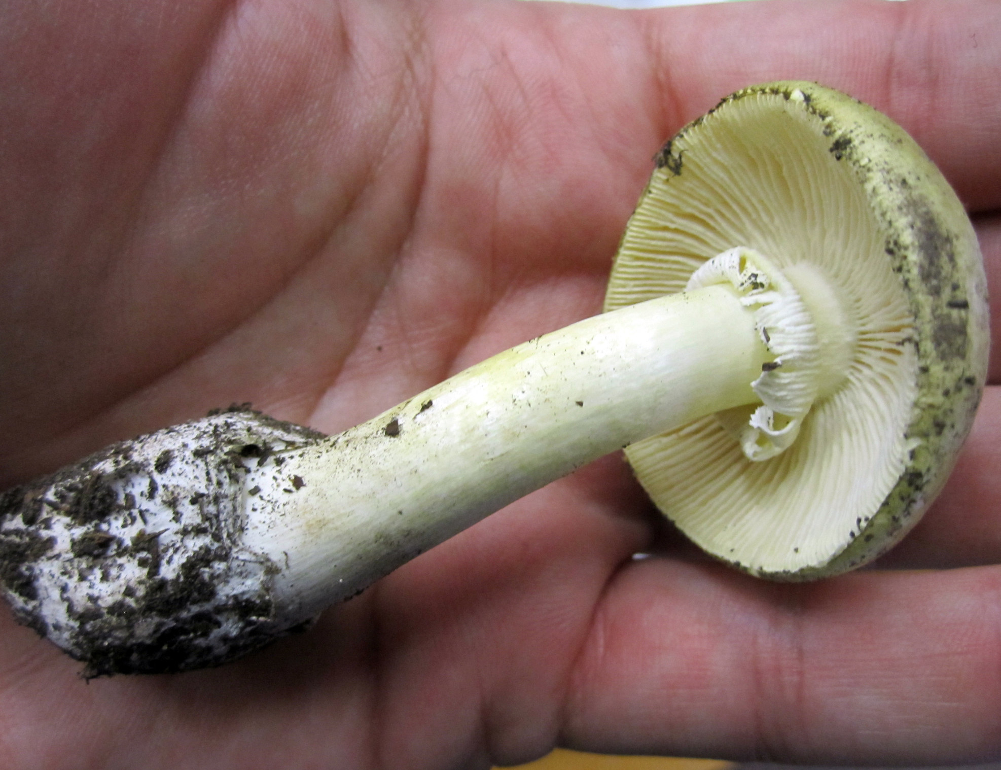 Deadly Destroying Angel mushroom on a human palm