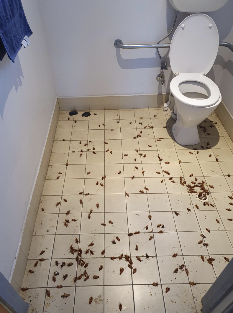 A bathroom filled with dozens of roaches