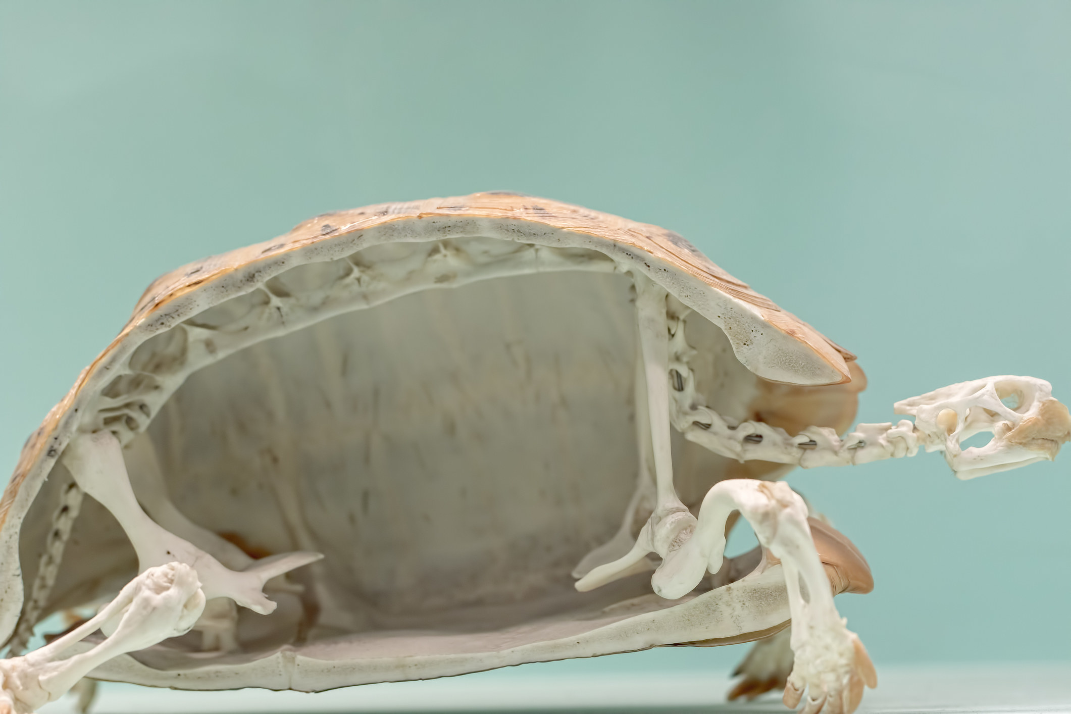 Model of a turtle