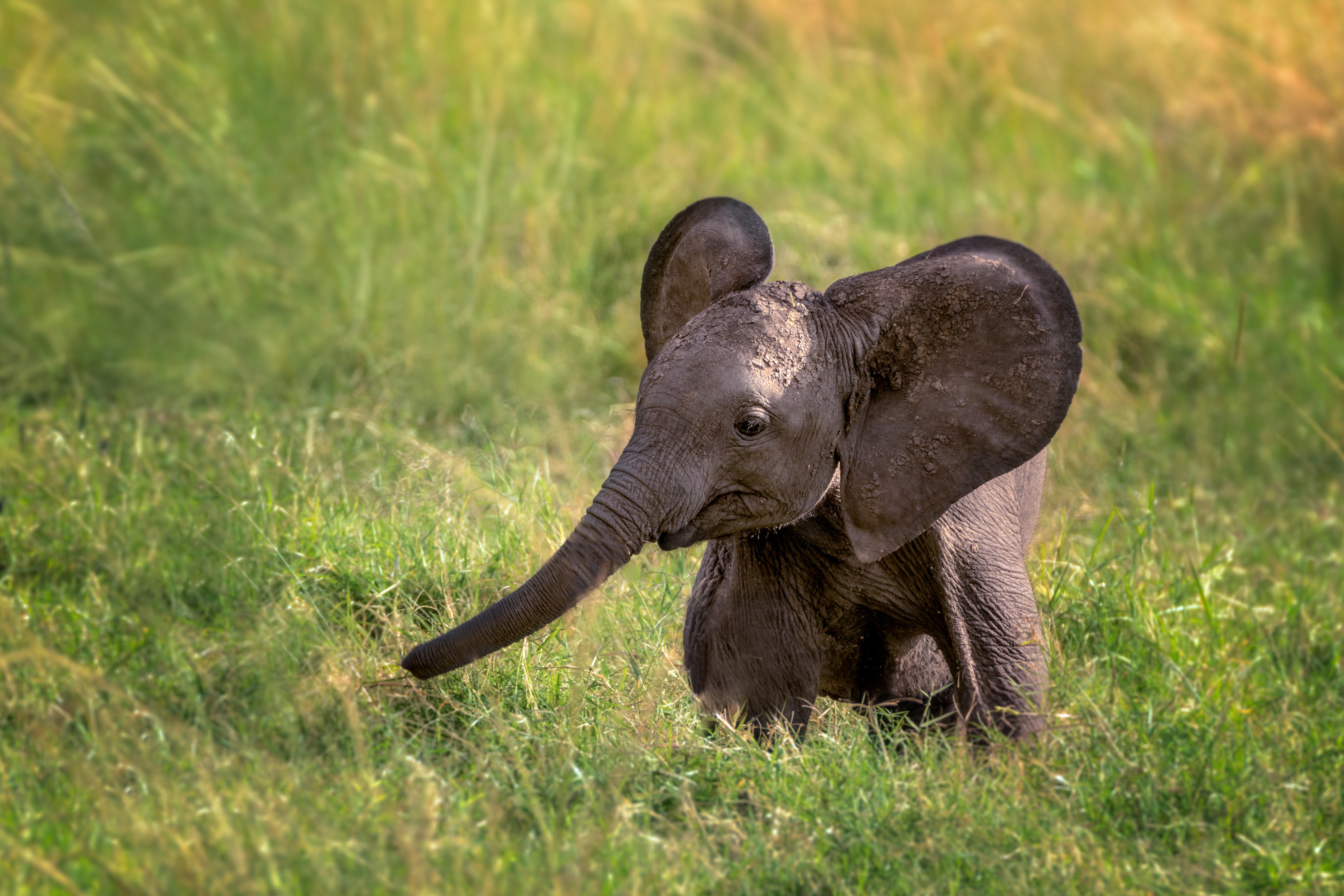 Сосновые слоники. Слоненок. Маленький Слоник. Красивый Слоник. Слон с детенышем.