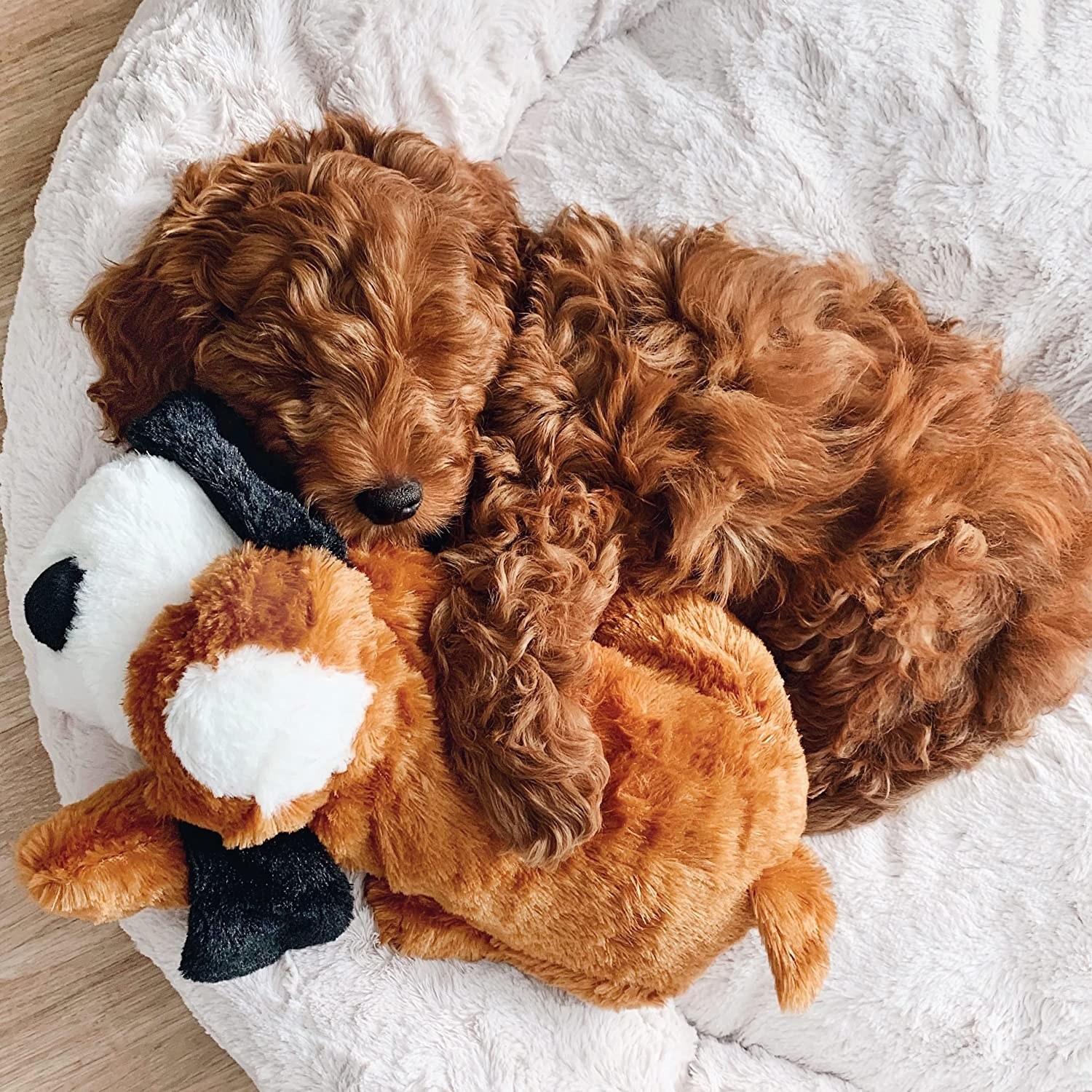 a dog snuggling with the toy