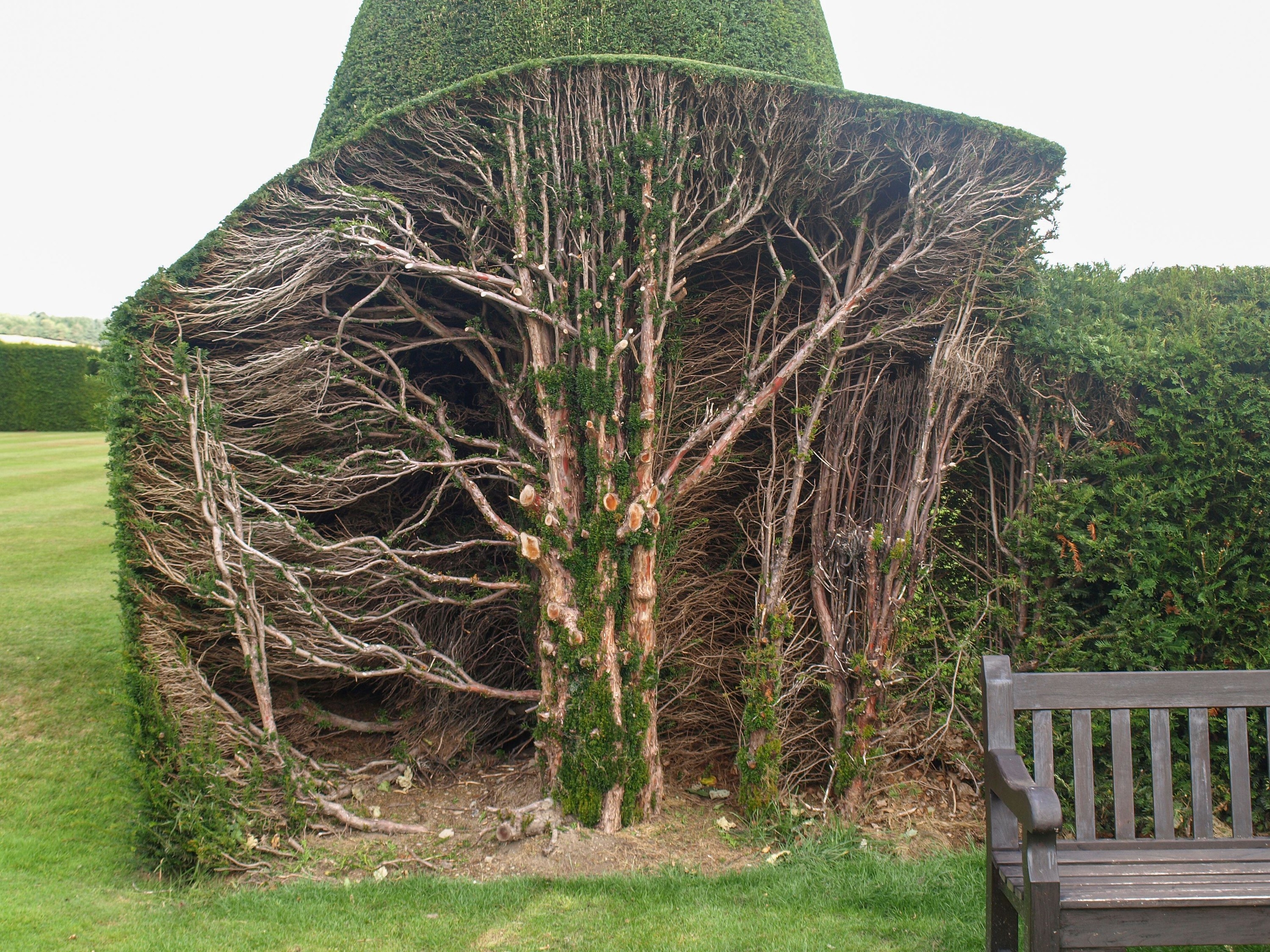A halved hedge