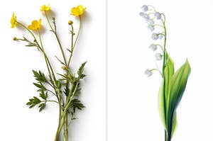 On the left, buttercups, and on the right, a lily of the valley