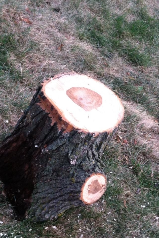 A tree trunk where in the middle the pattern looks like a baby doll&#x27;s head smiling