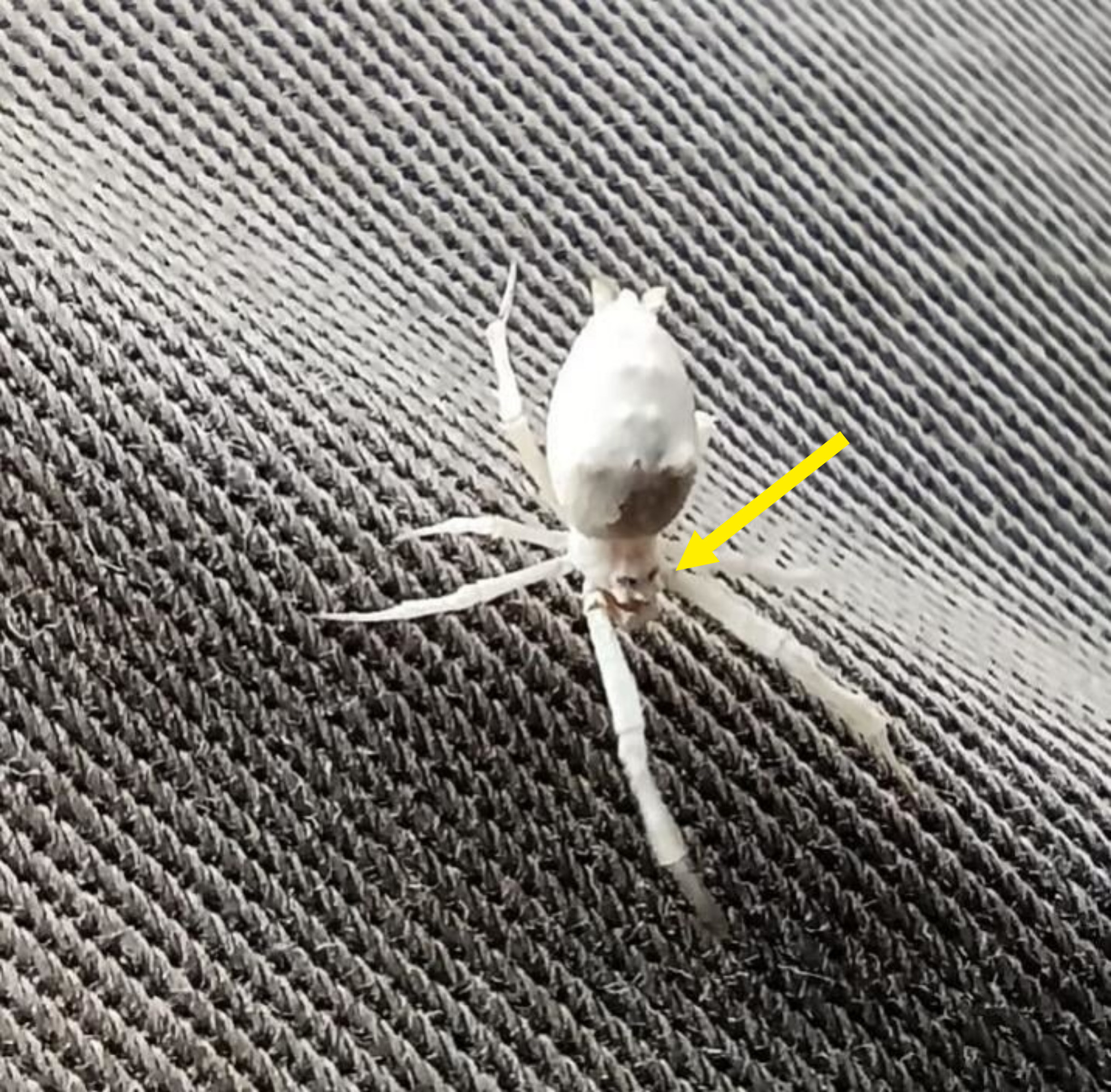 A white spider with long legs and a long abdomen that has bumps that look like a face