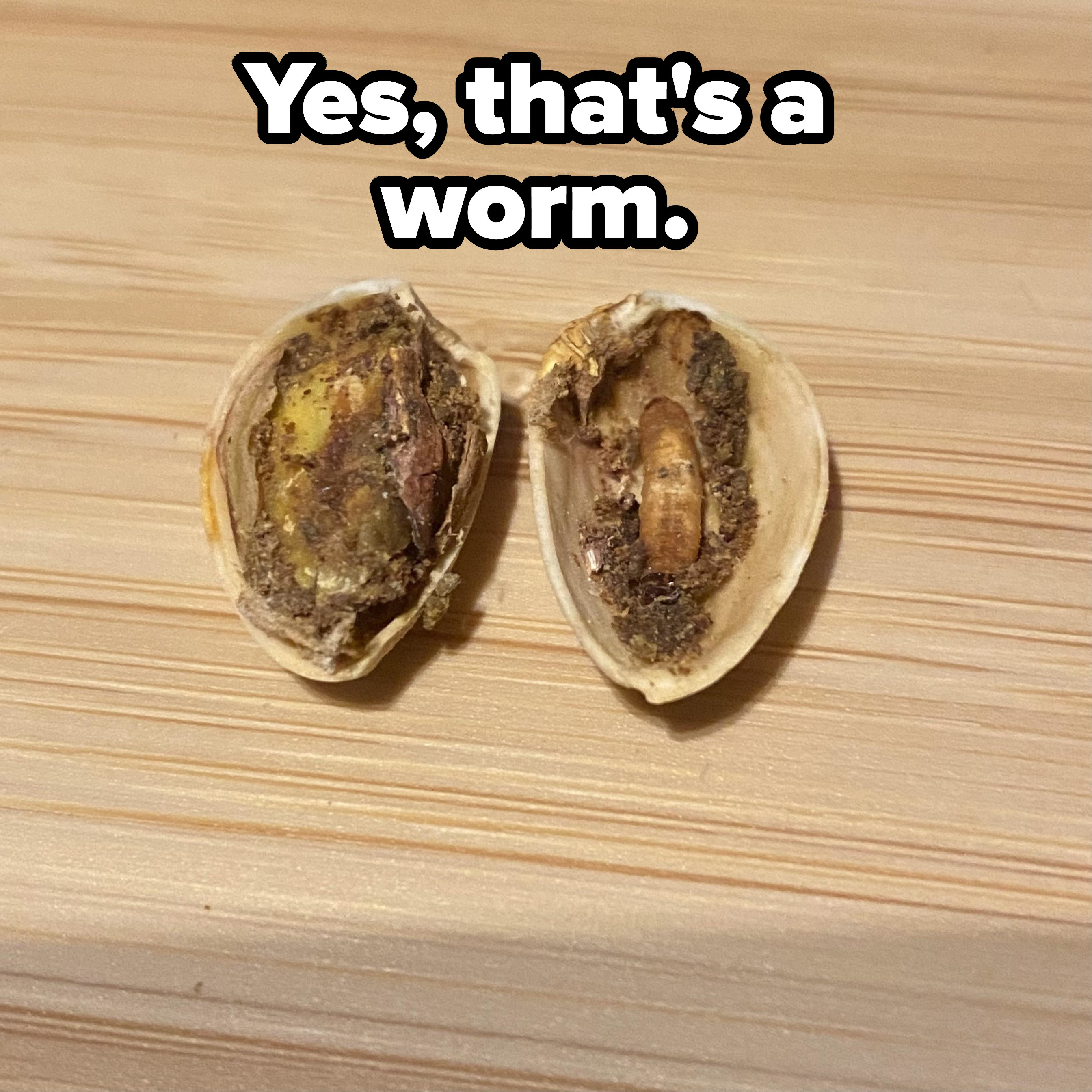 A worm inside a pistachio shell
