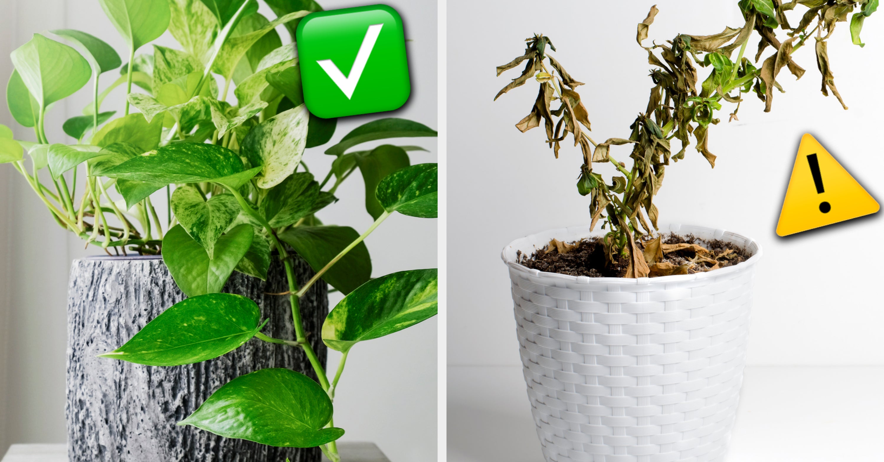 This Quiz Will Decide Which Houseplant You Should Get Next