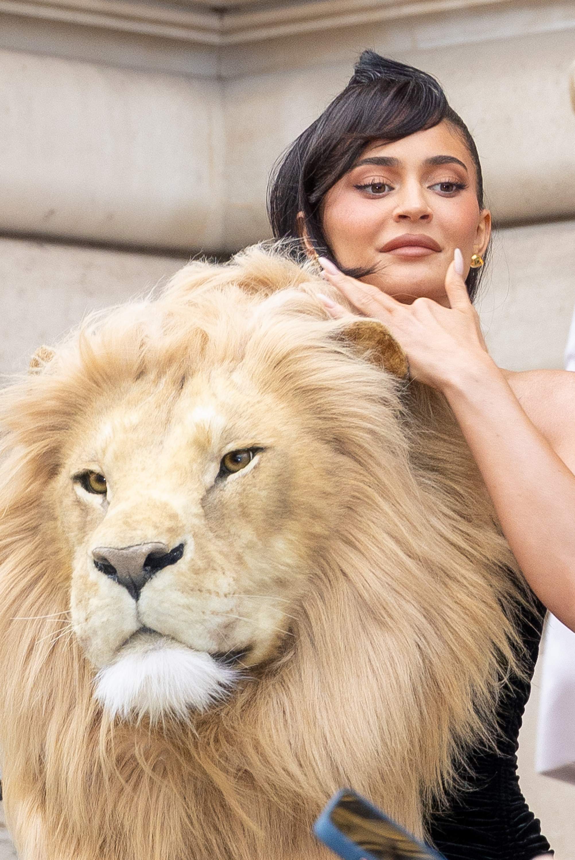 closeup of kylie and the lion head