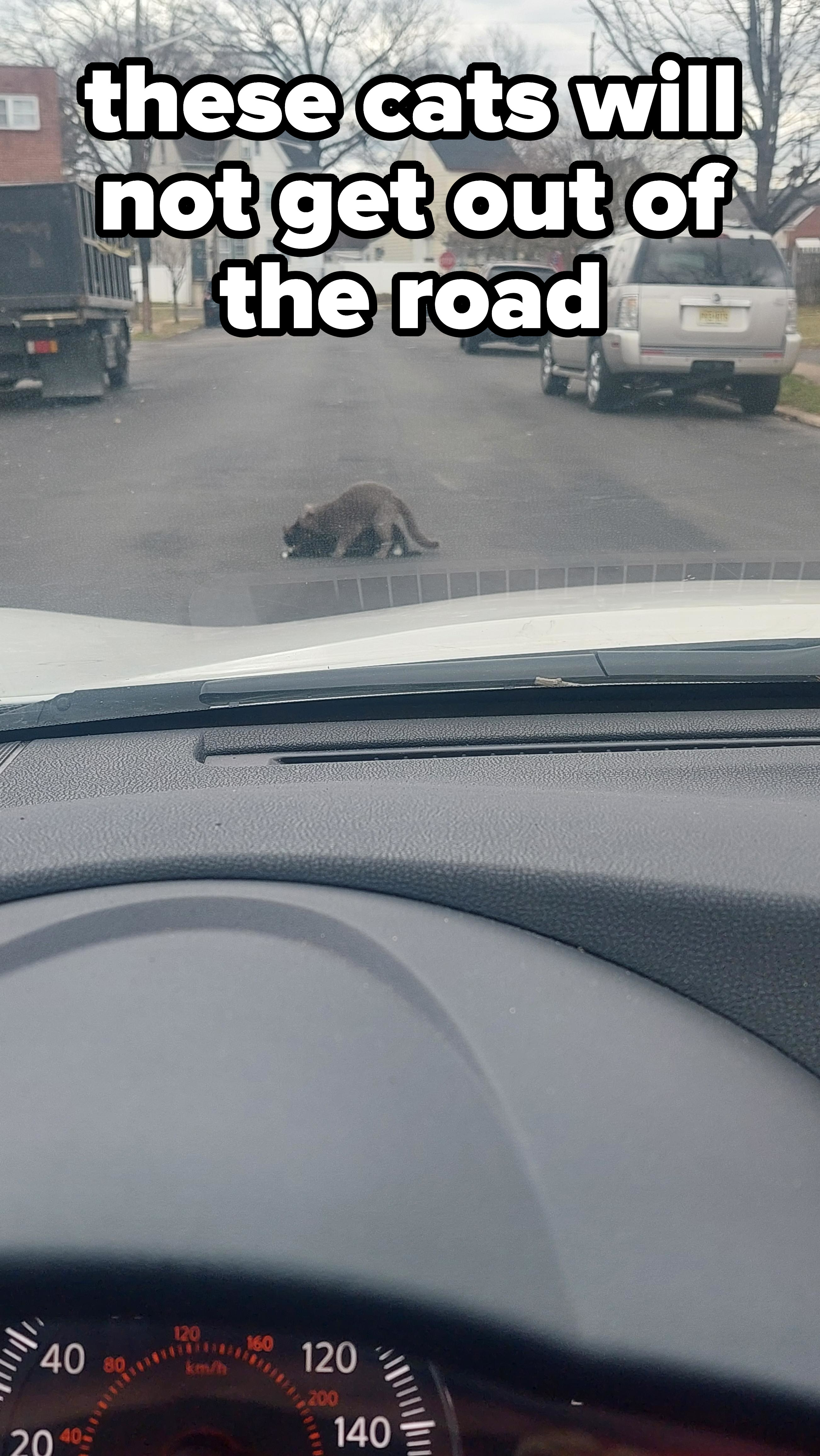 Two cats mating in the middle of the road as driver watches