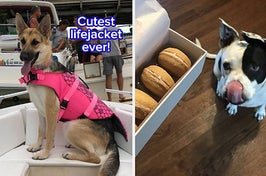 (left) lifejacket (right) dog macarons