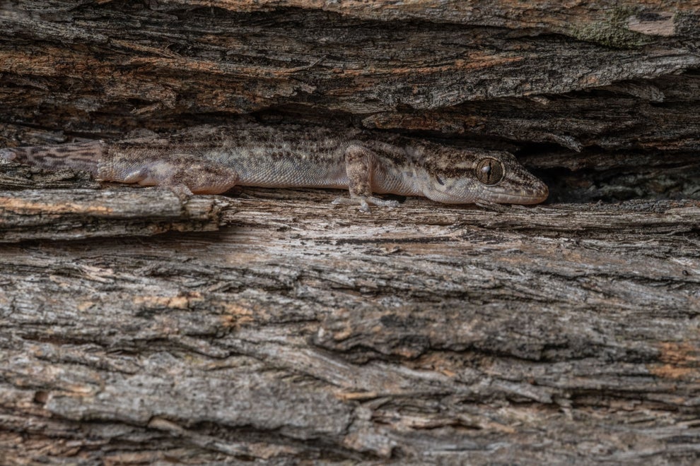 22 Excellent Examples Of Animal Camouflage