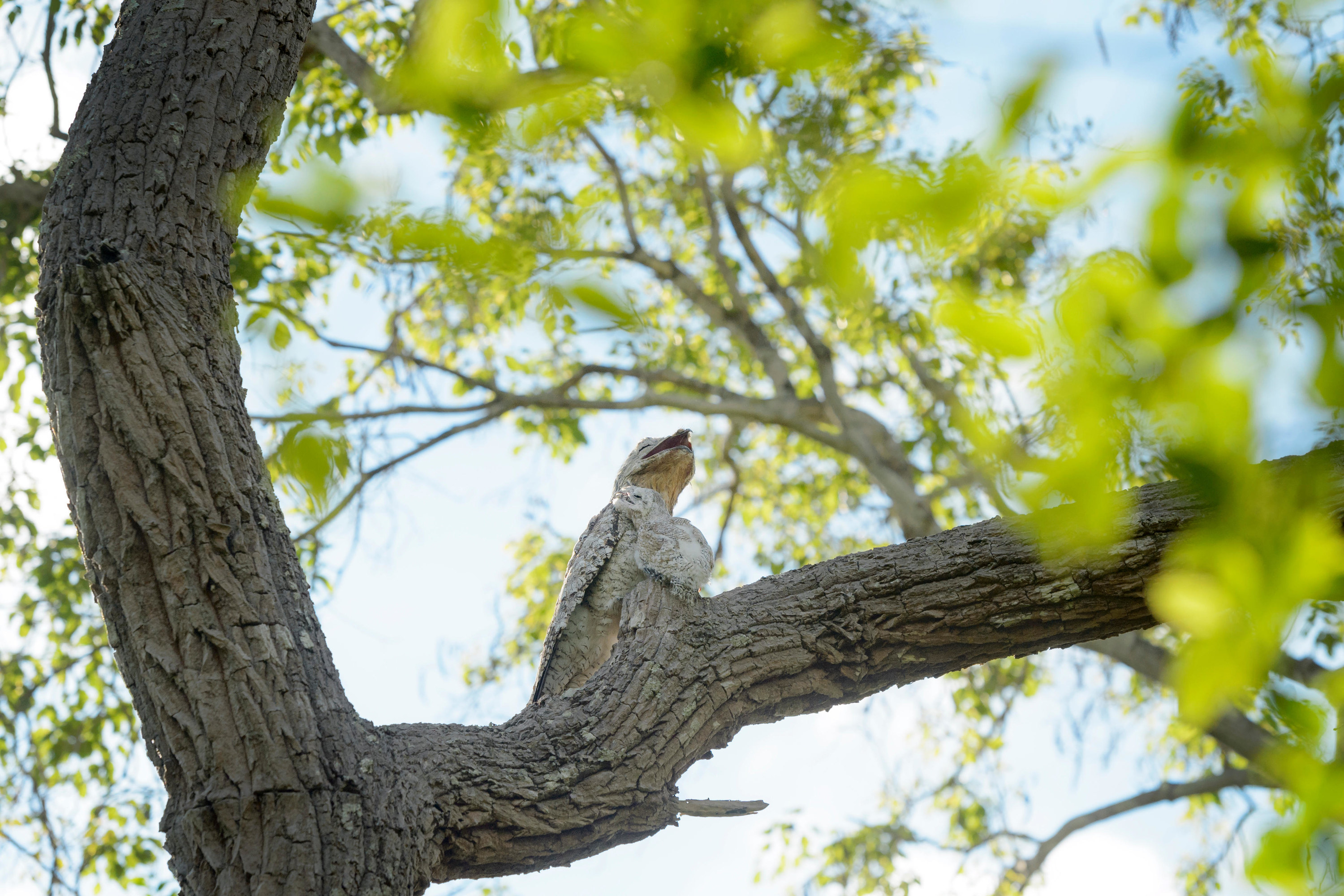 22 Excellent Examples Of Animal Camouflage - 53