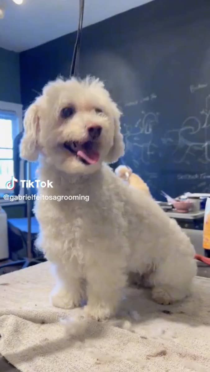 Viral Dog Groomer Turns Pets Into Other Animals