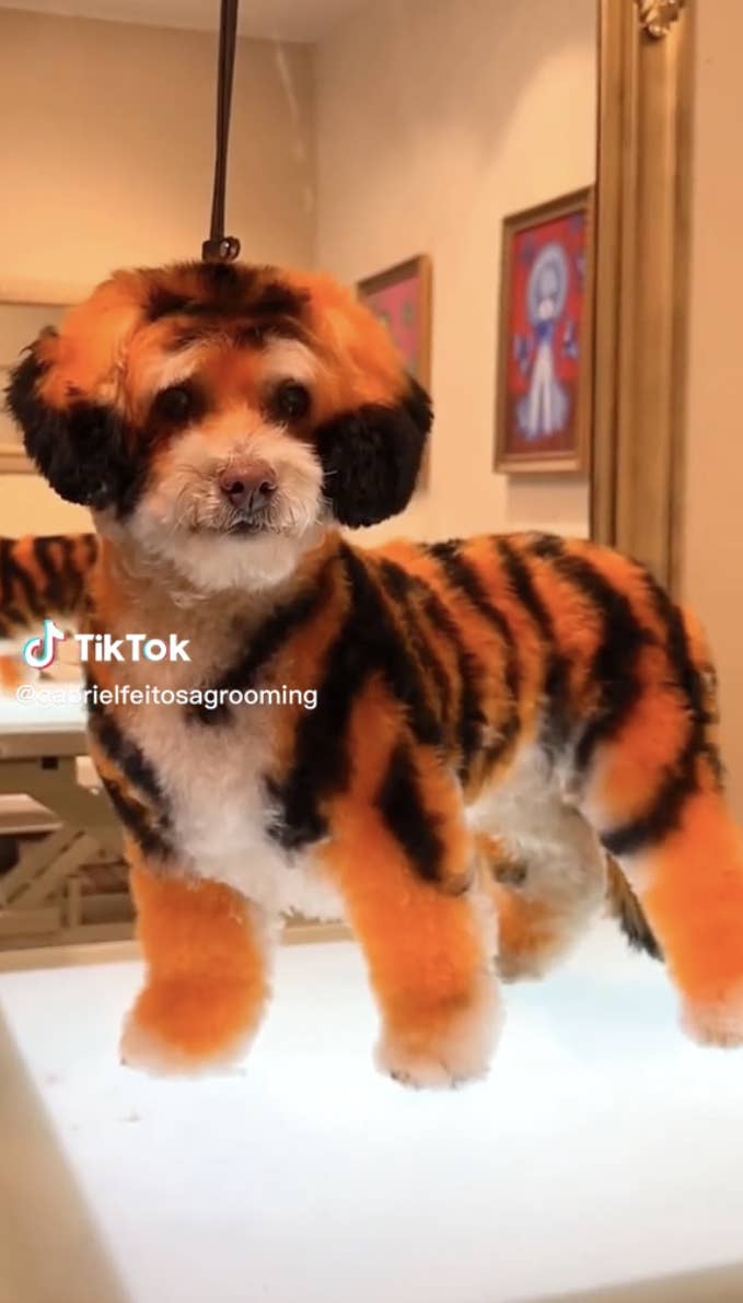 Viral Dog Groomer Turns Pets Into Other Animals