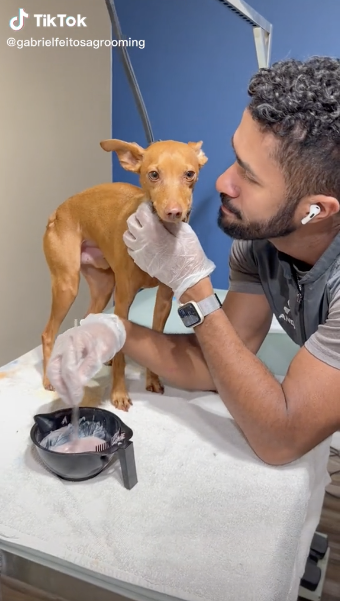 Viral Dog Groomer Turns Pets Into Other Animals