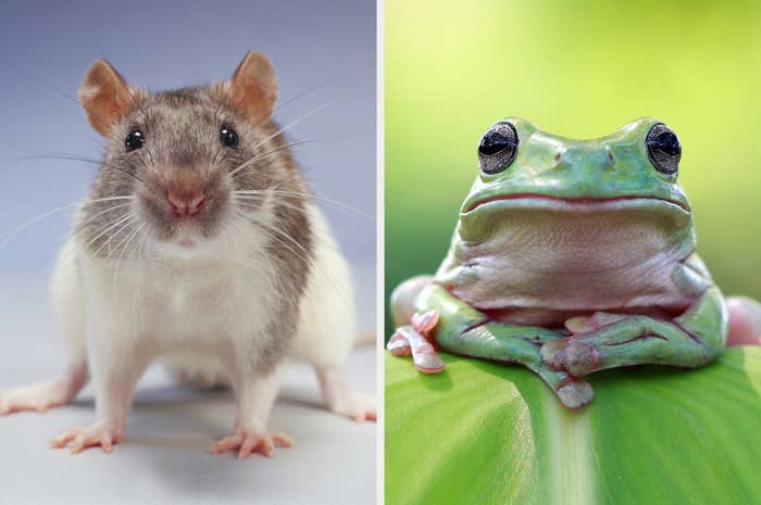 Are These Famous People More Like A Rat Or A Frog?