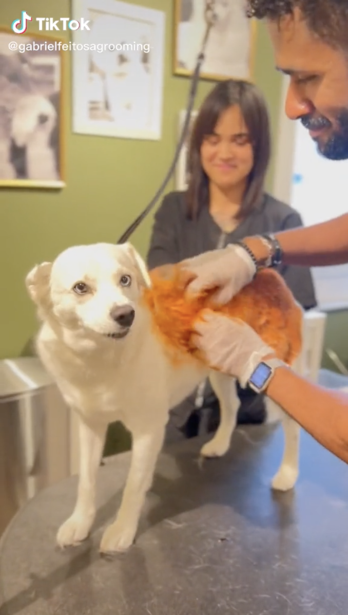 Viral Dog Groomer Turns Pets Into Other Animals