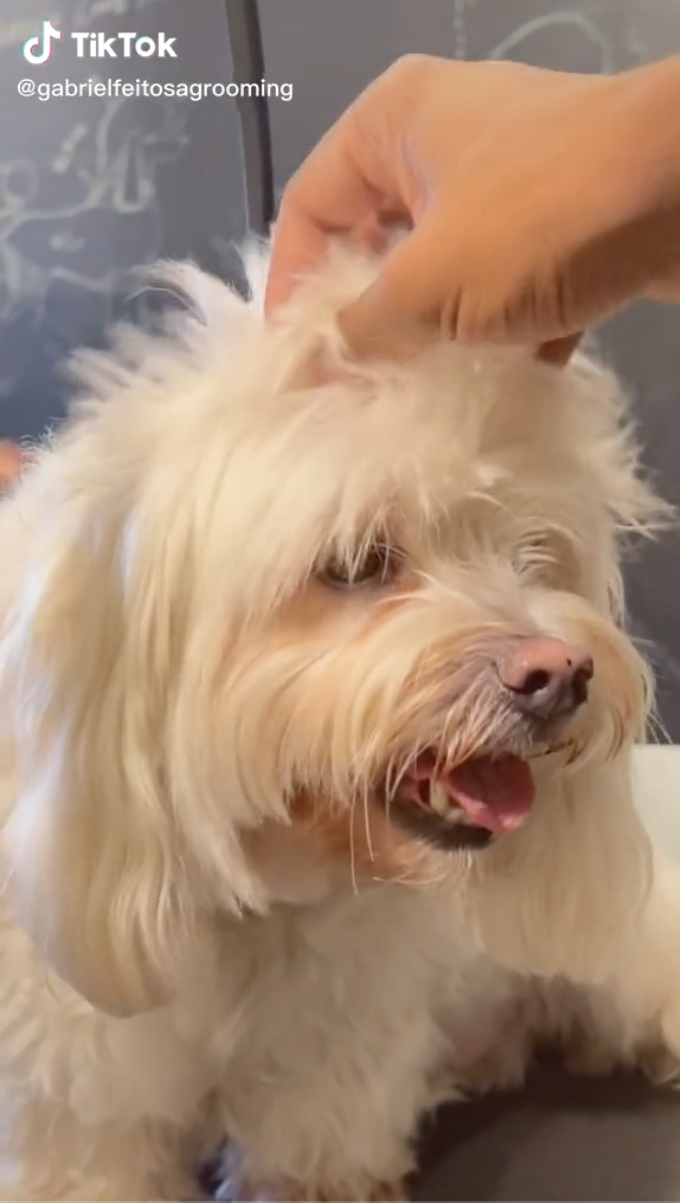 Viral Dog Groomer Turns Pets Into Other Animals - 54