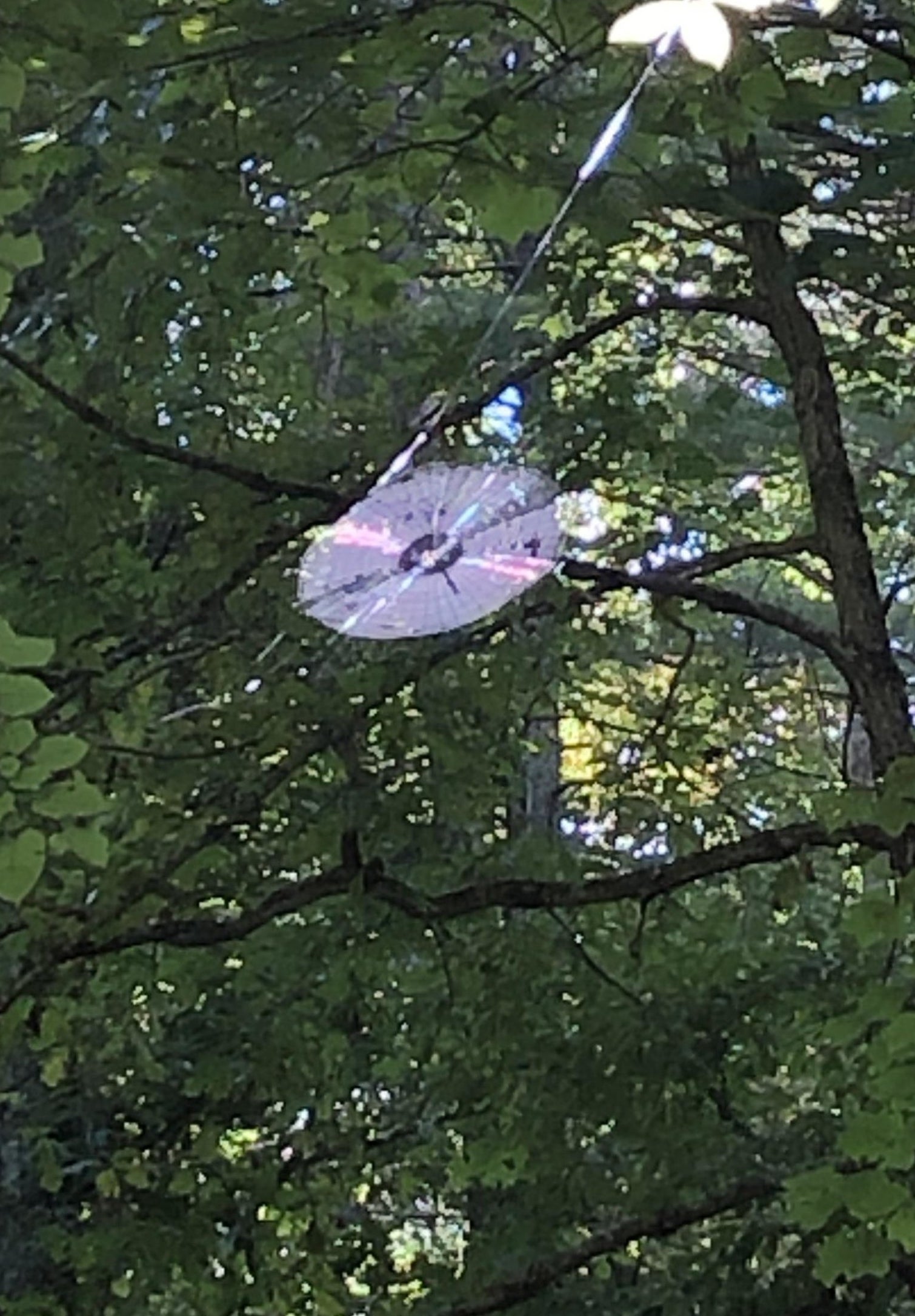a spider web in the trees that is shaped like a disc