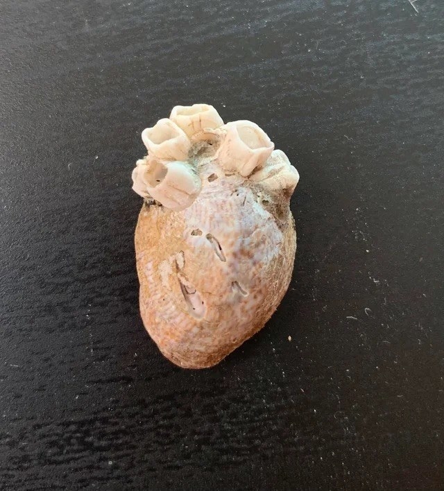 a sea shell with barnacles on it