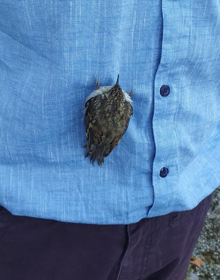 a small bird clung to a button up shirt, just resting