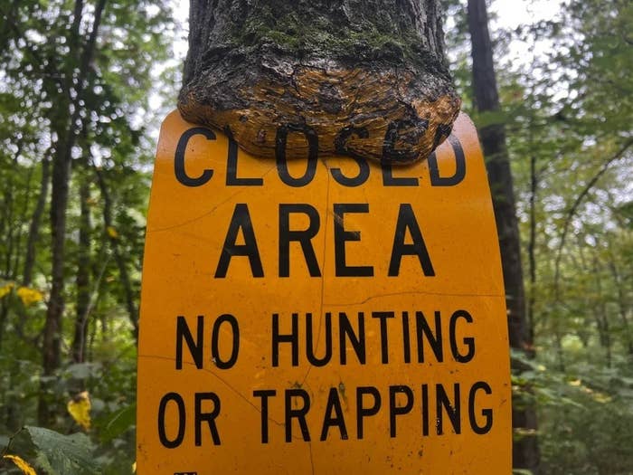 A tree trunk growing under the paint on a closed area sign out in the woods