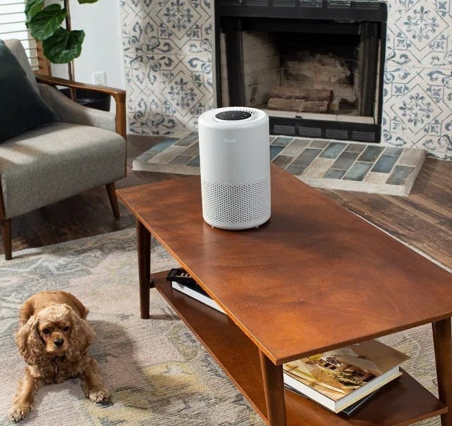a living room with a dog, a side chair, an area rug, a fireplace, and a coffee table with the air purifier sitting on top