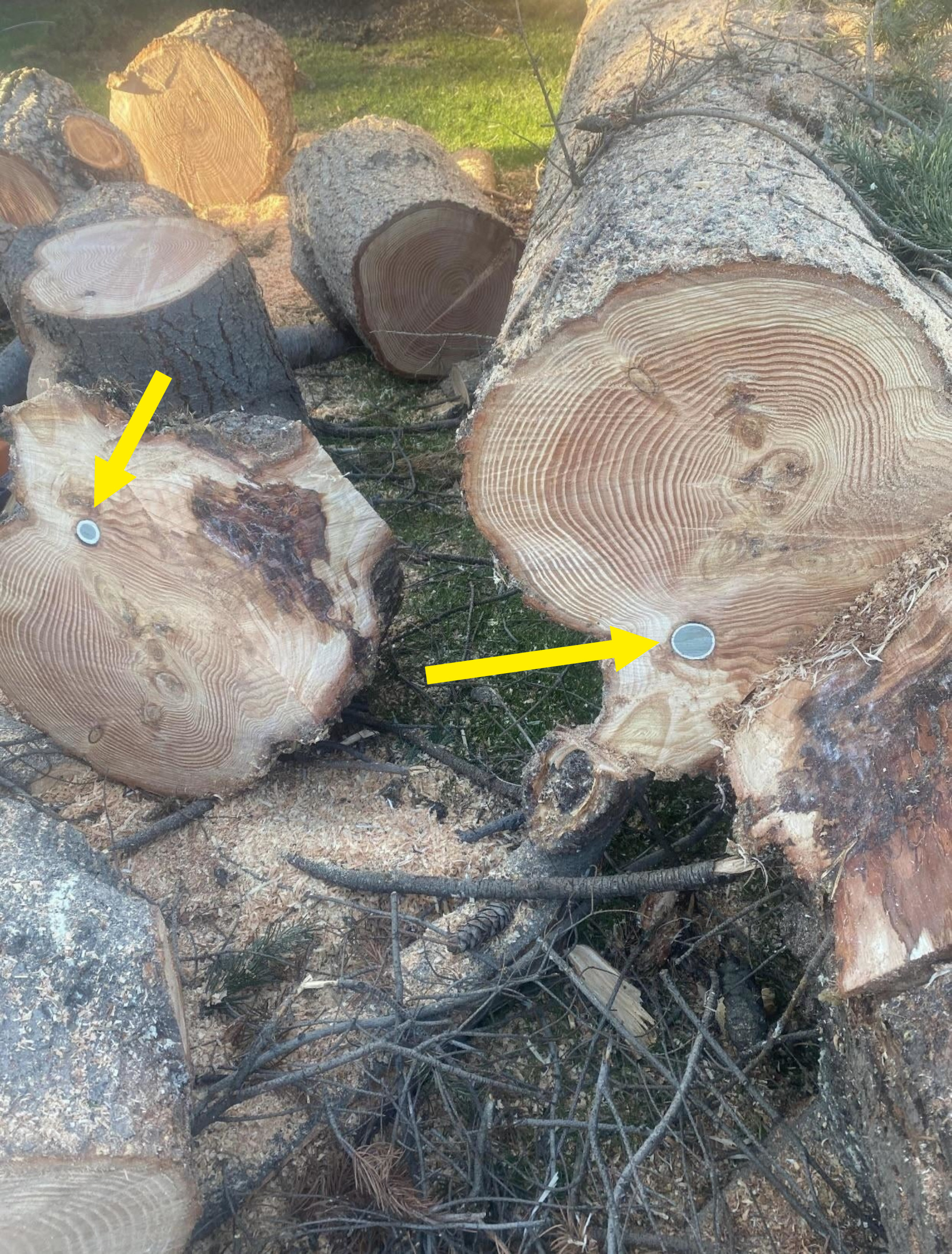 a tree cut into pieces revealing a golf ball that was stuck inside of it, that&#x27;s also cut in half
