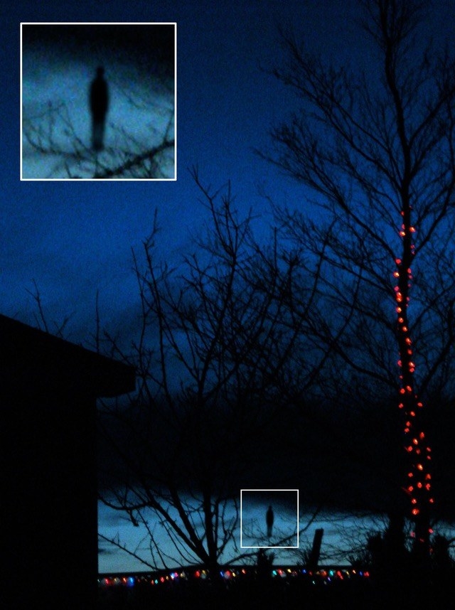 a picture of some trees at night and a little silhouette of what looks like a person in the branches