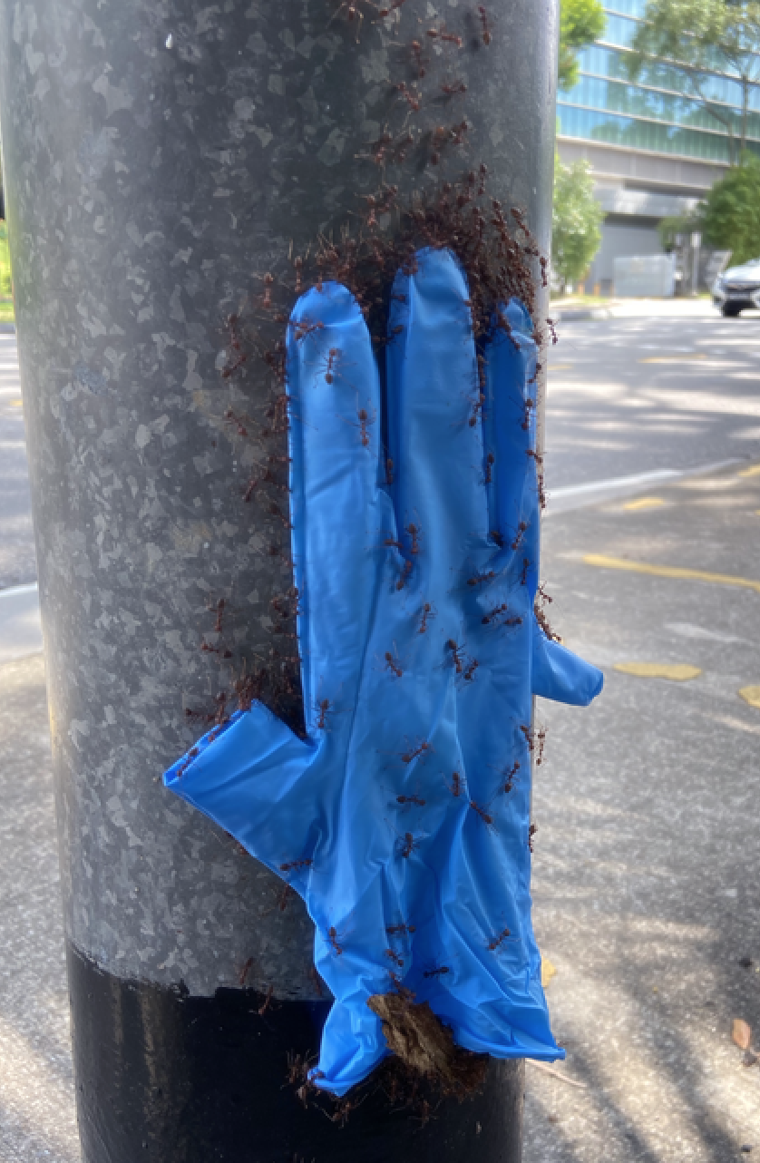 A latex glove being carried by dozens of ants