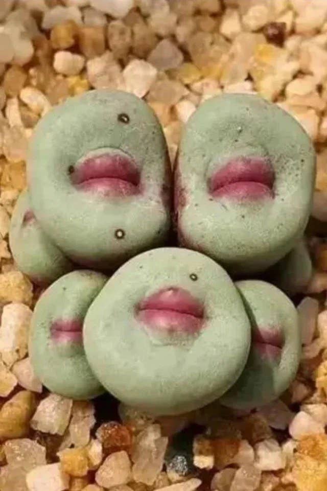 green plants with pink middles that look like full lips