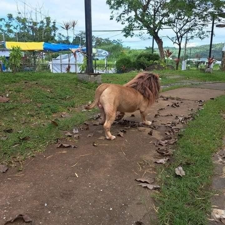 A dog walking on a path with a lion&#x27;s mane costume, from behind it looks like a real lion