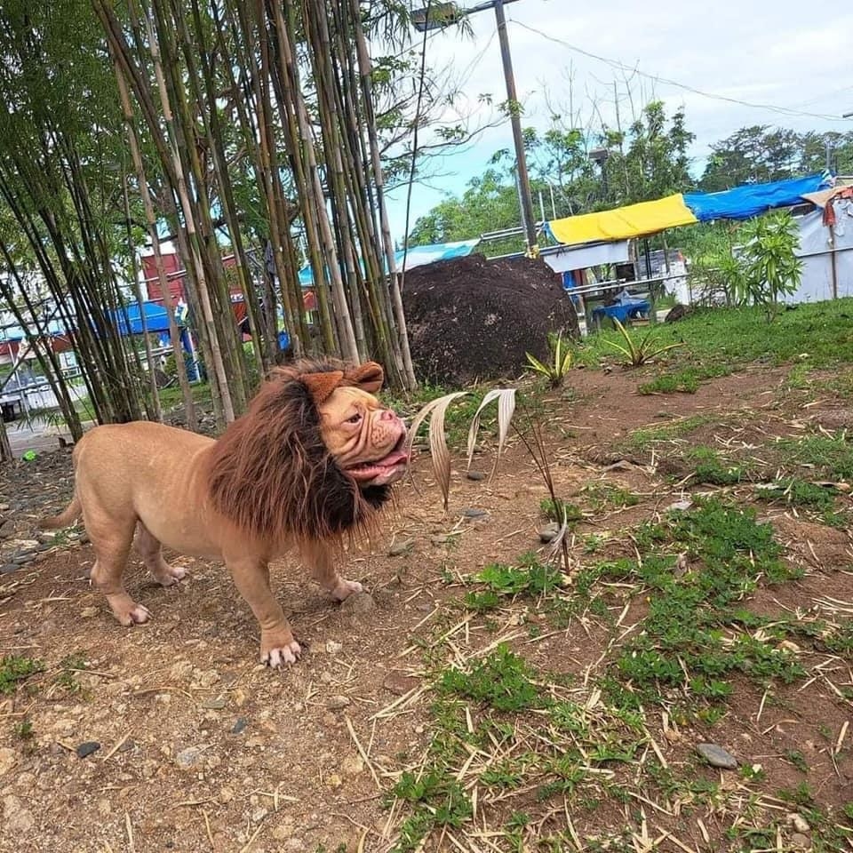 front side of the dog, looking normal, with his ears sticking out from the lion costume