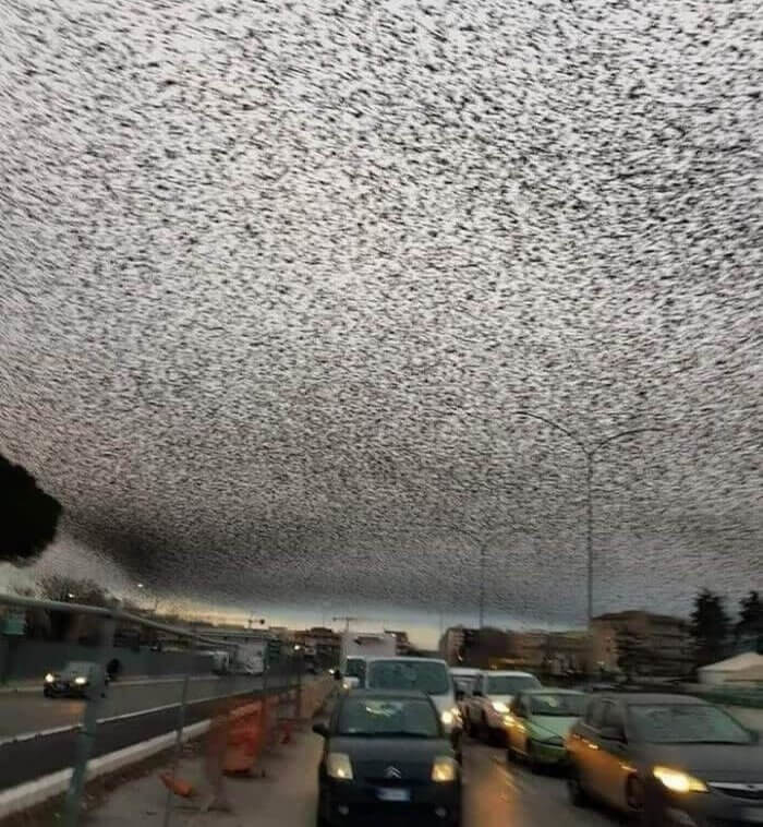 thousands of birds in the sky, blocking out the sun over a busy highway