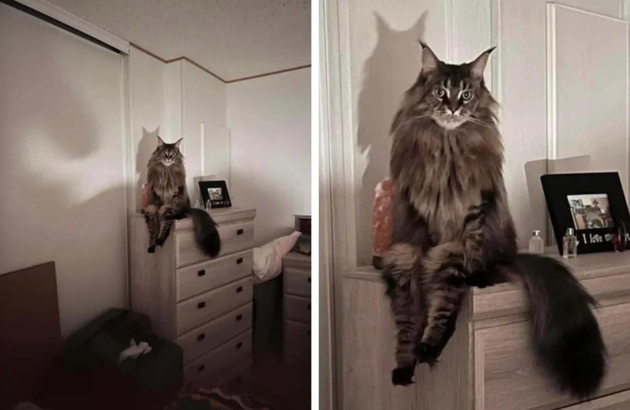 A cat sitting on a bookcase, with its legs handing off the side