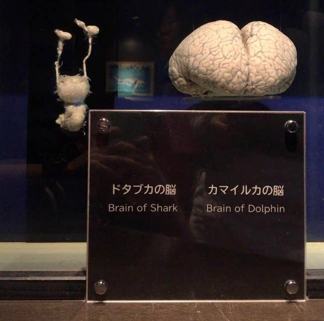 A shark&#x27;s brain compared to a dolphin brain