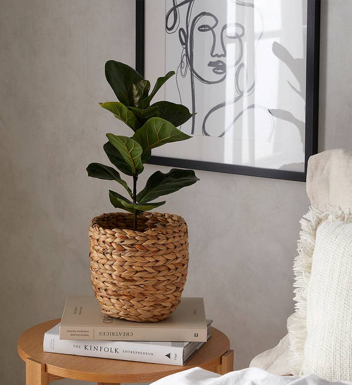 A fiddle leaf fig in the pot on a table with some books