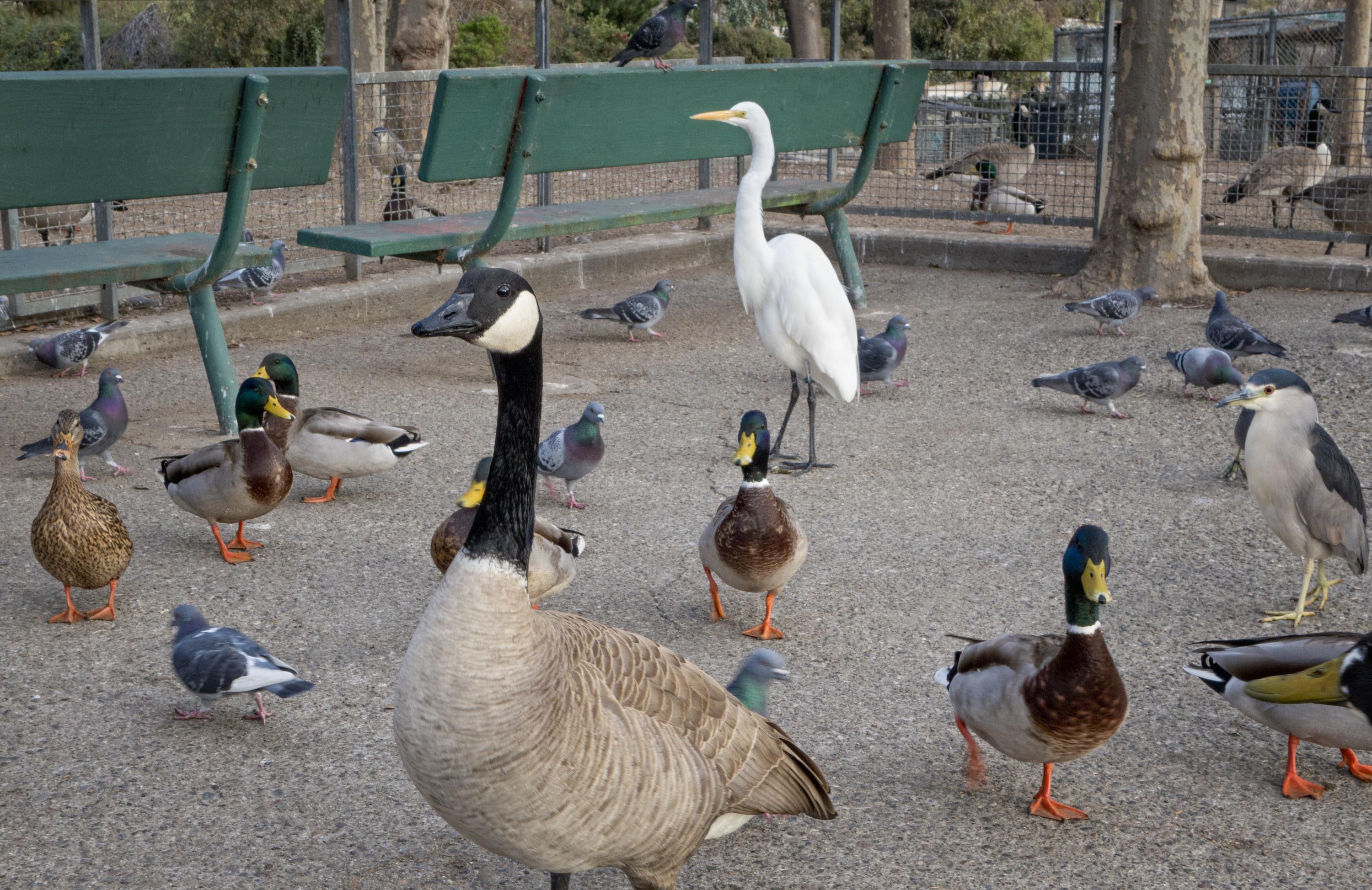 swans and ducks at the park