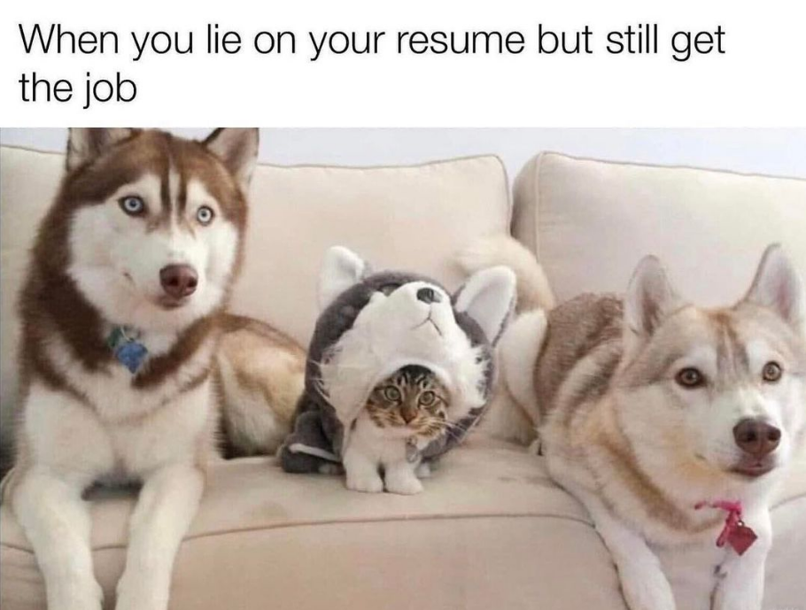 a cat wearing a dog costume with text that says &quot;when you lie on your resume but still get the job&quot;