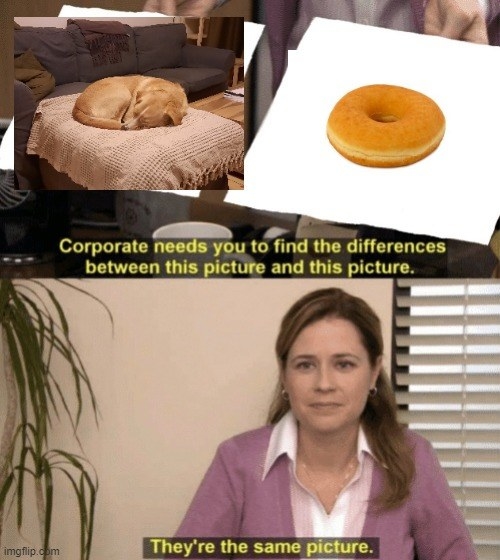 a dog in a circle next to a donut photo with text that says &quot;corporate needs you to find the differences between this picture and this picture. they&#x27;re the same picture.&quot;