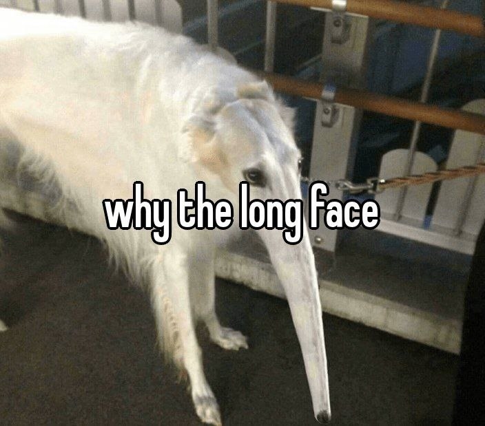 meme that has a dog with a long face that says &quot;why the long face&quot;