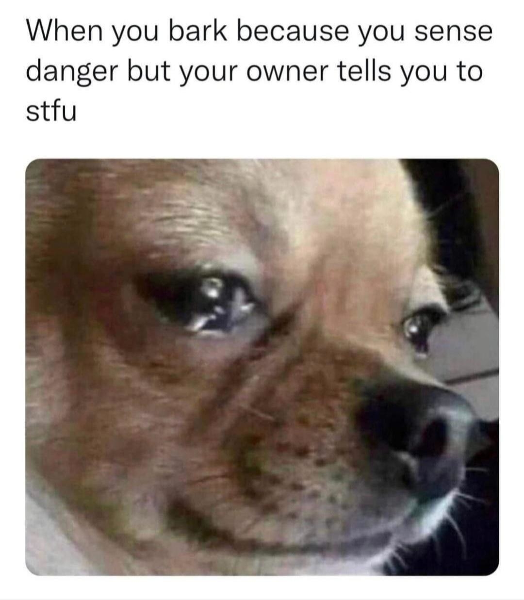 a crying dog with text that says &quot;when you bark because you sense danger but your owner tells you to stfu&quot;
