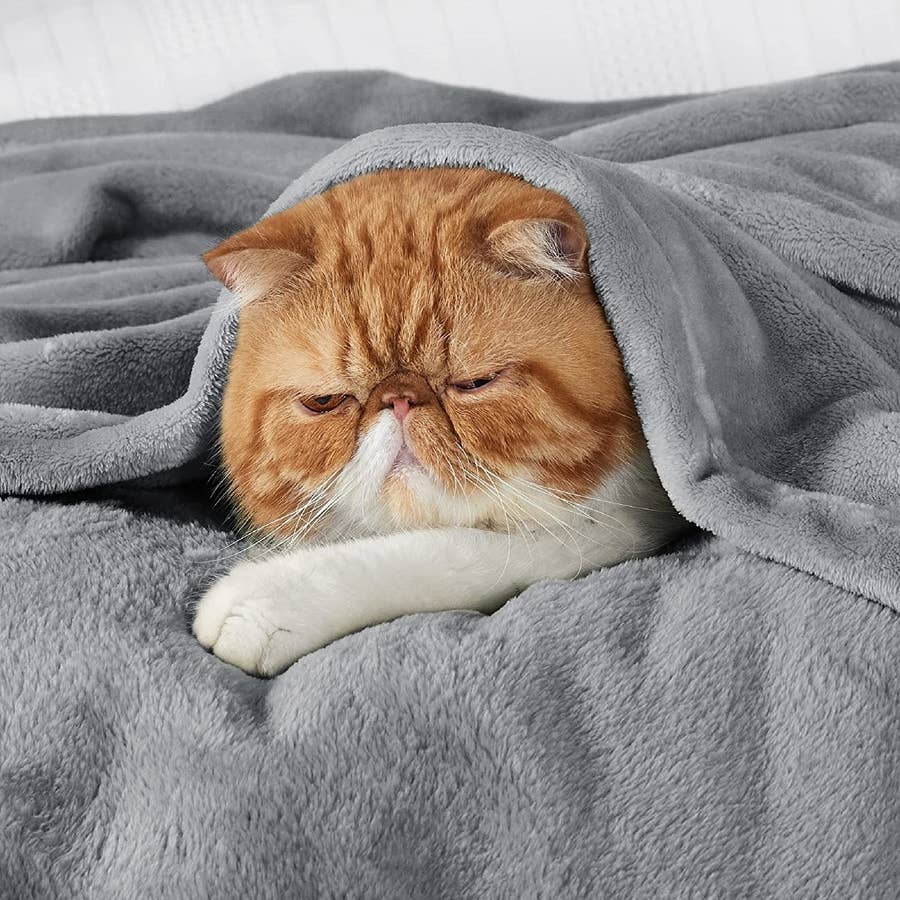 Blue british short hair cat hi-res stock photography and images - Page 7 -  Alamy, image size:900x900