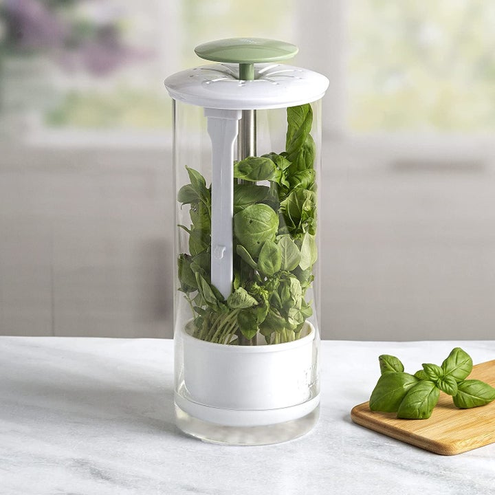 the glass herb canister filled with basil on a kitchen counter