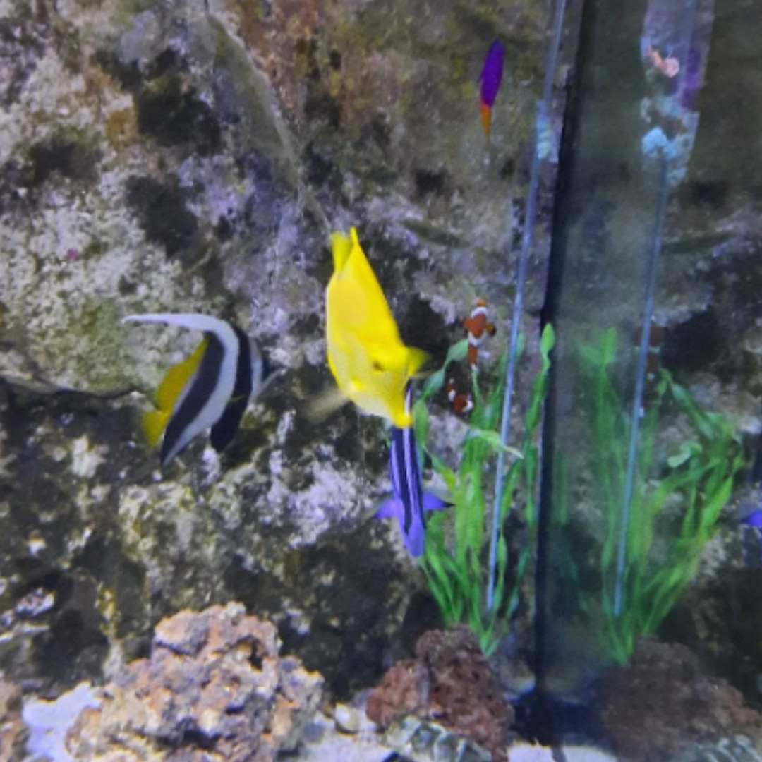&quot;Finding Nemo&quot; fish in a fish tank