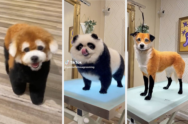 This Dog Groomer Turns Pets Into Zoo Animals And  3 1065 1672865674 11 Dblbig 