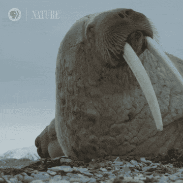 walrus laying down